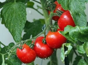 cultivo de tomate - fertirrigación - proceso de cultivo de tomate - cultivo de tomate en invernadero