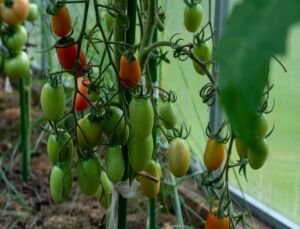cultivo de tomate - fertirrigación - cultivo de tomate en invernadero
