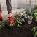 cultivo de tomate - fertirrigación - cultivo de tomate en invernadero