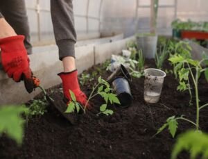 cultivo de tomate - fertirrigación - cultivo de tomate en invernadero