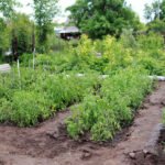 cultivo de tomate - fertirrigación - riego localizado y fertirrigacion