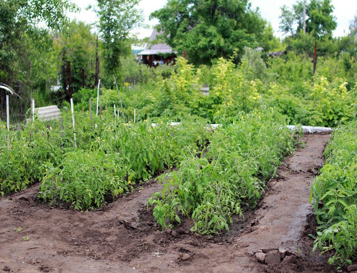 Cultivo de tomate en suelos calcáreos