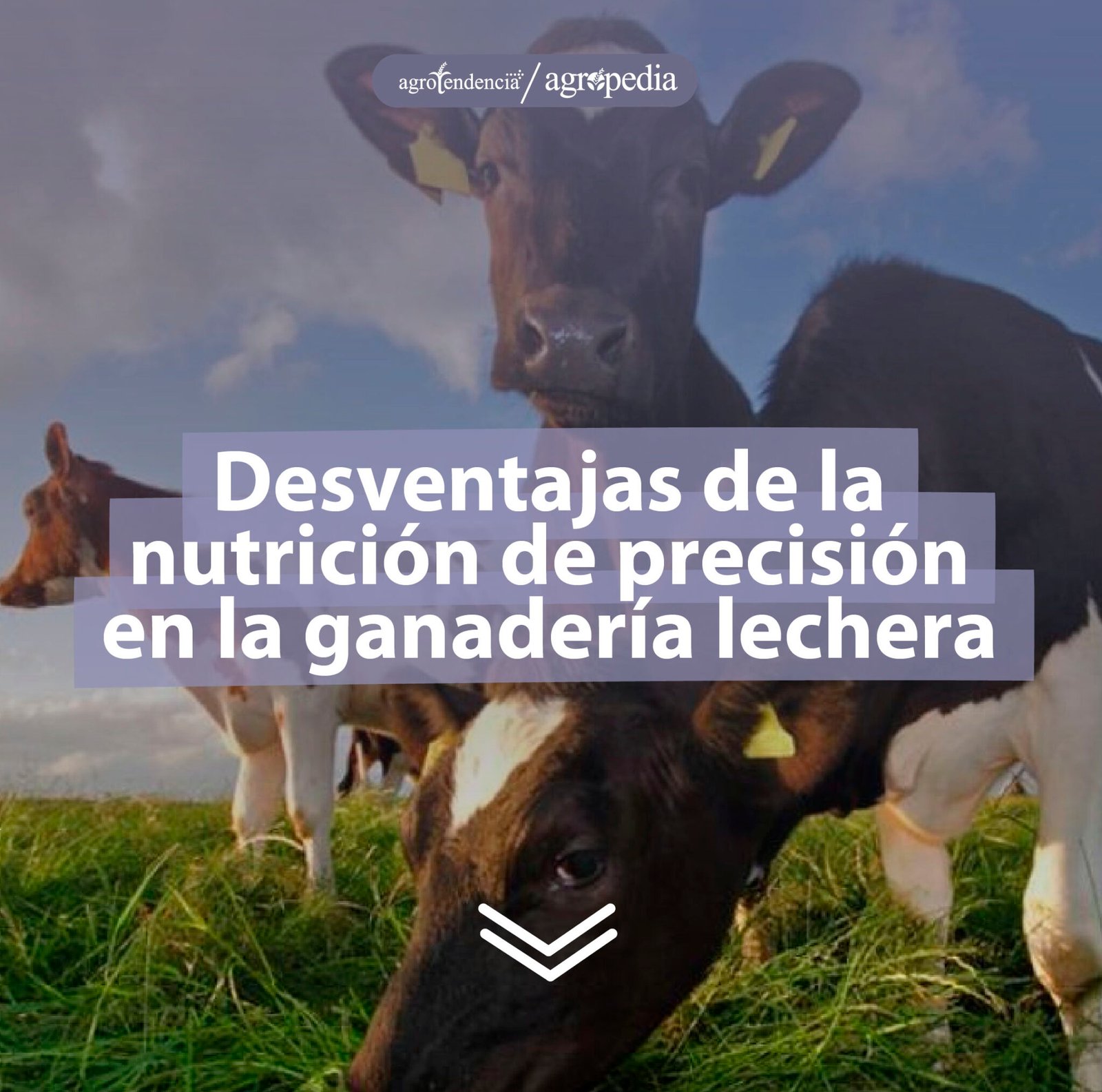 Ganado Lechero: Conoce Sobre Su Alimentación Y Nutrición