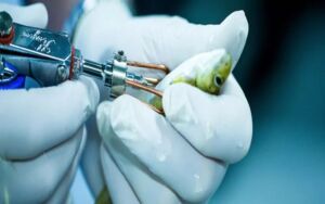 Bioseguridad - Acuicultura - protocolos de bioseguridad