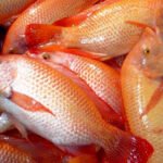 Bioseguridad - Acuicultura - cultivo de peces