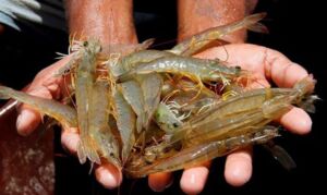Bioseguridad - Acuicultura - cultivo de camarón
