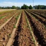 cultivo de batata - manejo agronómico del cultivo de camote