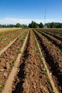 cultivo de batata - manejo agronómico del cultivo de camote