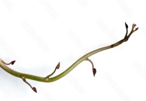 cultivo de batata - planta de batata