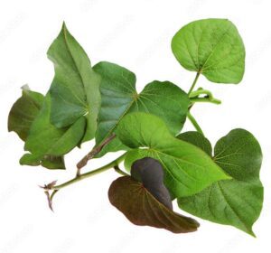 cultivo de batata - planta de batata