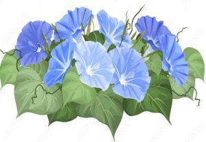 cultivo de batata - planta de batata