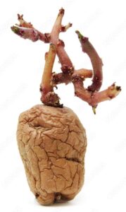 cultivo de batata - manejo agronómico del cultivo de camote