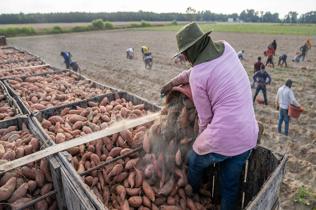 Cultivo de batata: Conoce sus tipos, manejo y generalidades