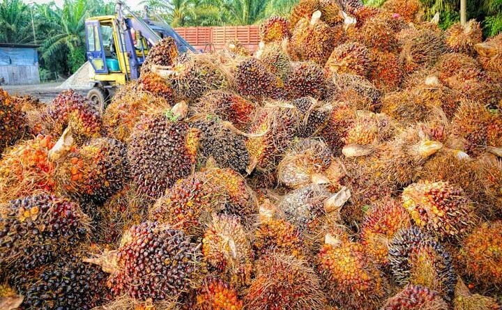 palma africana - fruto de palma africana