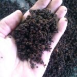 Lombriz roja californiana - vermicompost