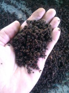 Lombriz roja californiana - vermicompost