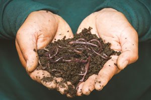 Lombriz roja californiana - vermicompost - lombricultura