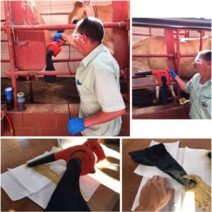ganado lechero - alimento para ganado lechero - nutrición ganado lechero