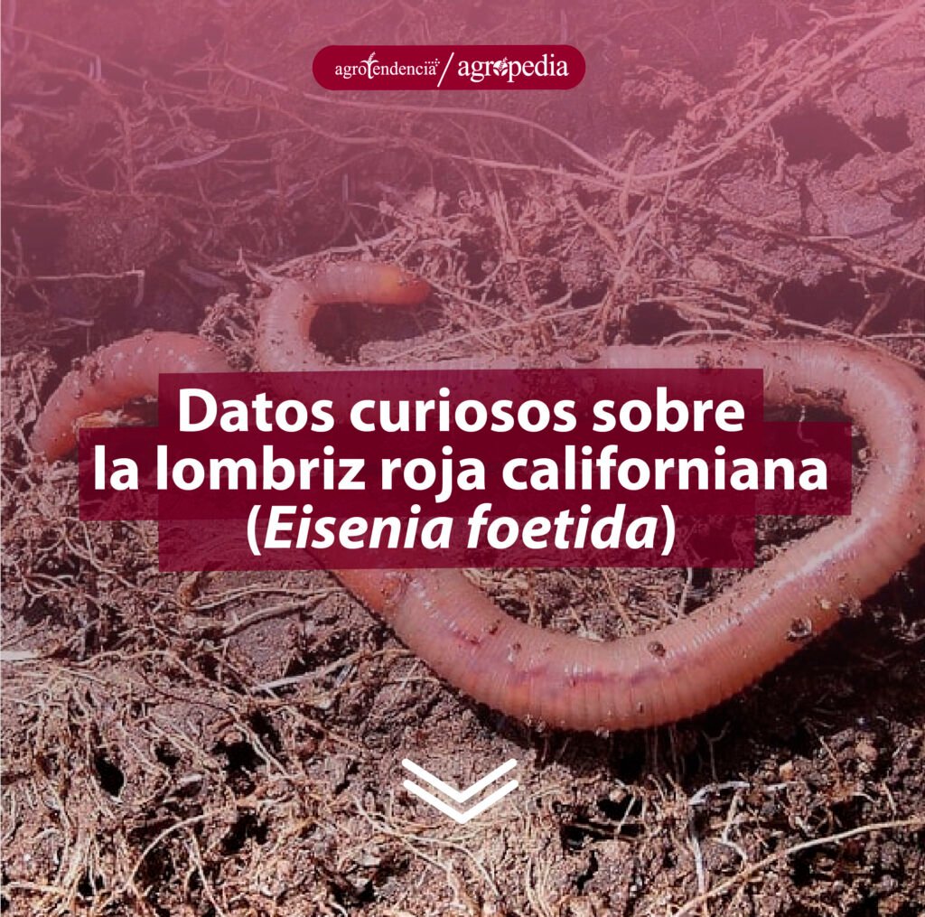 Sintético 97+ Foto Anatomia De La Lombriz Roja Californiana Cena Hermosa