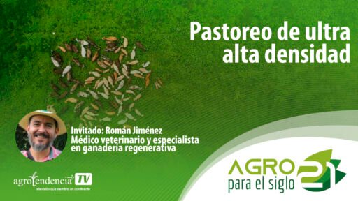 Pastoreo de ultra alta densidad