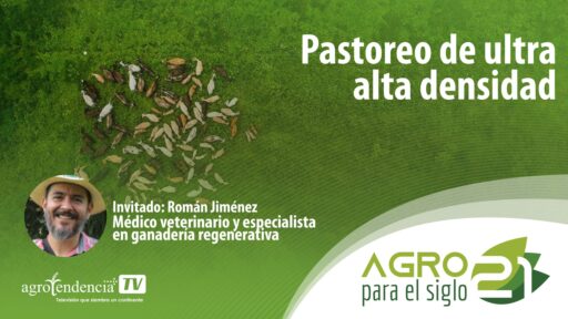 Pastoreo de ultra alta densidad