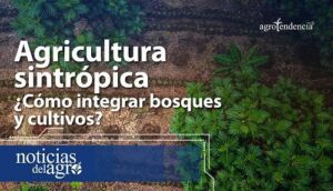 Agricultura sintrópica l Técnica que integra bosques y cultivos