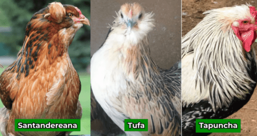 Genotipos criollos de gallinas ponedoras | Agro en 2 minutos