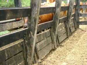 ganado vacuno - bienestar animal - instalaciones para ganado