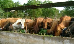 ganado vacuno - bienestar animal - diseño de corrales para ganado vacuno