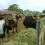 ganado vacuno - bienestar animal - diseño de corrales para ganado vacuno