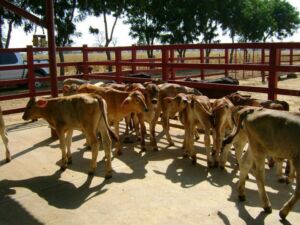 ganado vacuno - bienestar animal - planos diseño de corrales para ganado vacuno