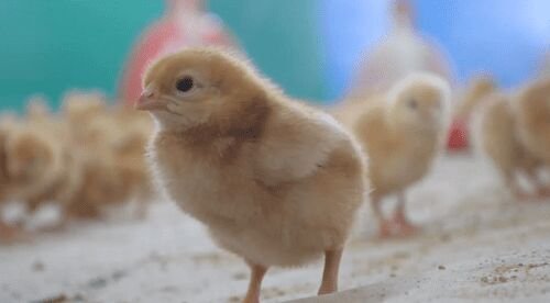 Manejo de pollitas, futuras ponedoras | Agro en 2 minutos