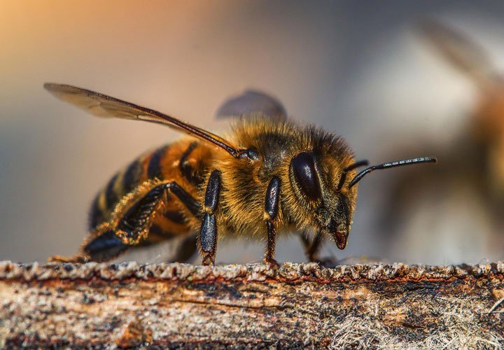 Una abeja, Agropedia