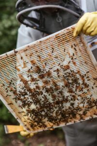 propóleo - propóleo de abeja
