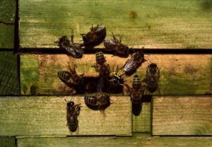 propóleo - propóleo de abeja