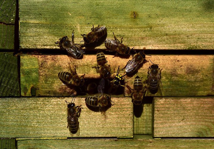 Grupo de abejas fuera de la colmena usando propóleo para su reparación, Agropedia