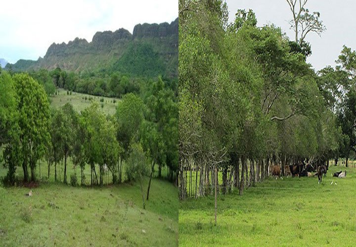 Uso de árboles como cercas vivas en los sistemas silvopastoriles, Agropedia