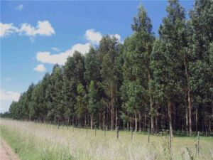 sistemas silvopastoriles - ganado vacuno