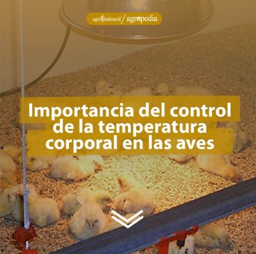 Pollitas con calefacción para el control de la temperatura en las aves. Agropedia