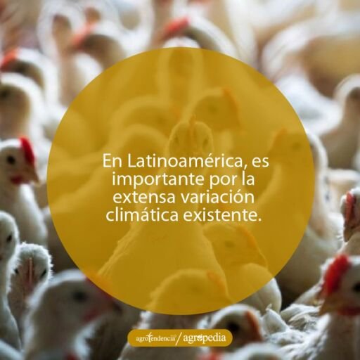 Pollitos. Agropedia