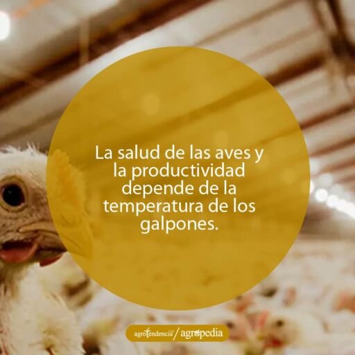 Aves en galpón con temperatura controlada. Agropedia