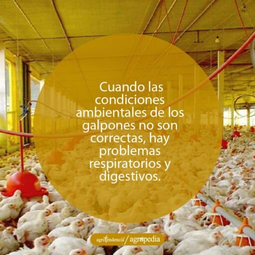 Galpones con pollos con ambiente controlado. Agropedia