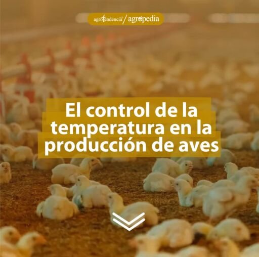 Pollitos en galpones con control de temperatura. Agropedia