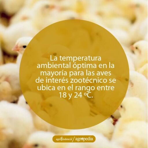 Pollitos. Agropedia