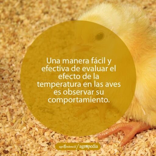 Un pollito. Agropedia