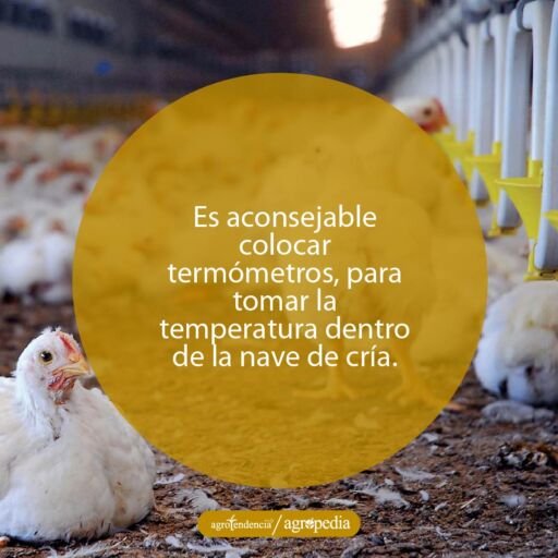 Pollos dispersos por efecto de alta temperatura. Agropedia