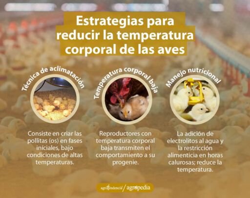 Técnicas para reducir la temperatura dentro del galpón. Agropedia