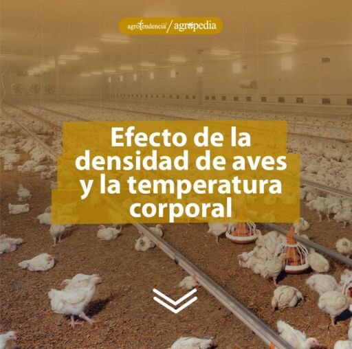 Pollos dispersos en el galpón efecto de altas temperaturas. Agropedia