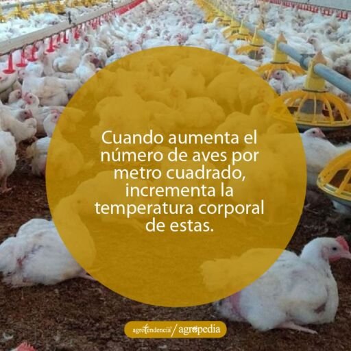 Muchos pollos juntos indica temperaturas bajas dentro del galpón. Agropedia