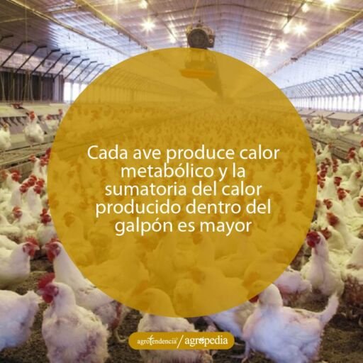 Pollos dentro de un galpón con temperatura controlada